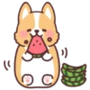 Corgi summer 16