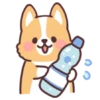 Corgi summer 17
