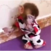 Que monito 14