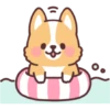 Corgi summer 18
