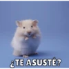 Hamsters 9