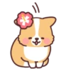 Corgi summer 19