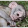 Que monito 17