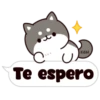 Shiba dogs 20