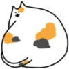 Fluffy kitty cat 19