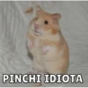 Hamsters 11