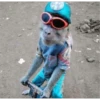 Que monito 20