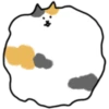 Fluffy kitty cat 20