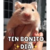 Hamsters 12