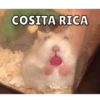 Hamsters 13