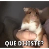 Hamsters 15
