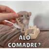 Hamsters 16