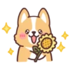 Corgi summer 20