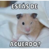 Hamsters 17