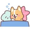 Corgi summer 22