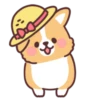 Corgi summer 23