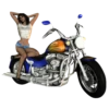Bikers Girls 2 21