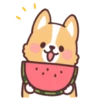 Corgi summer 24
