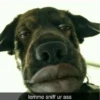 Thab lemme snittur ass