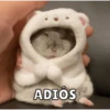 Hamsters 18