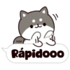 Shiba dogs 23