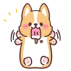 Corgi summer 26