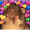 Hamsters 19