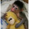 Que monito 27