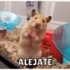 Hamsters 20