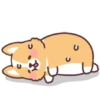 Corgi summer 29
