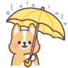 Corgi summer 30
