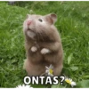 Hamsters 22