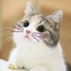 2 GaTiToS ♡ MeOw 6