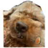 bear 5
