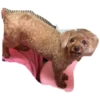 bear 7