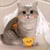 3 GaTiToS ♡ MeOw 7
