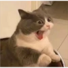 Cats 5