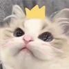 3 GaTiToS ♡ MeOw 8