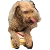 bear 9