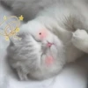 3 GaTiToS ♡ MeOw 9