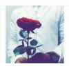 Best Flowers 10