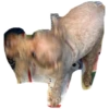 bear 11