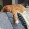 Cats 6