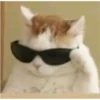 Cats 7