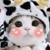 3 GaTiToS ♡ MeOw 11