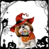 Perritos Halloween ✺1🇻🇪 12