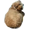 bear 13