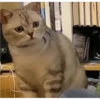Cats 8