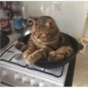 Cats 9