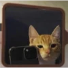 Cats 10